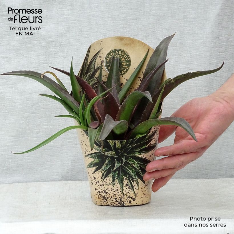 Exemplaar van Mangave Redwing Pot van 1 l/1,5 l zoals geleverd in de lente