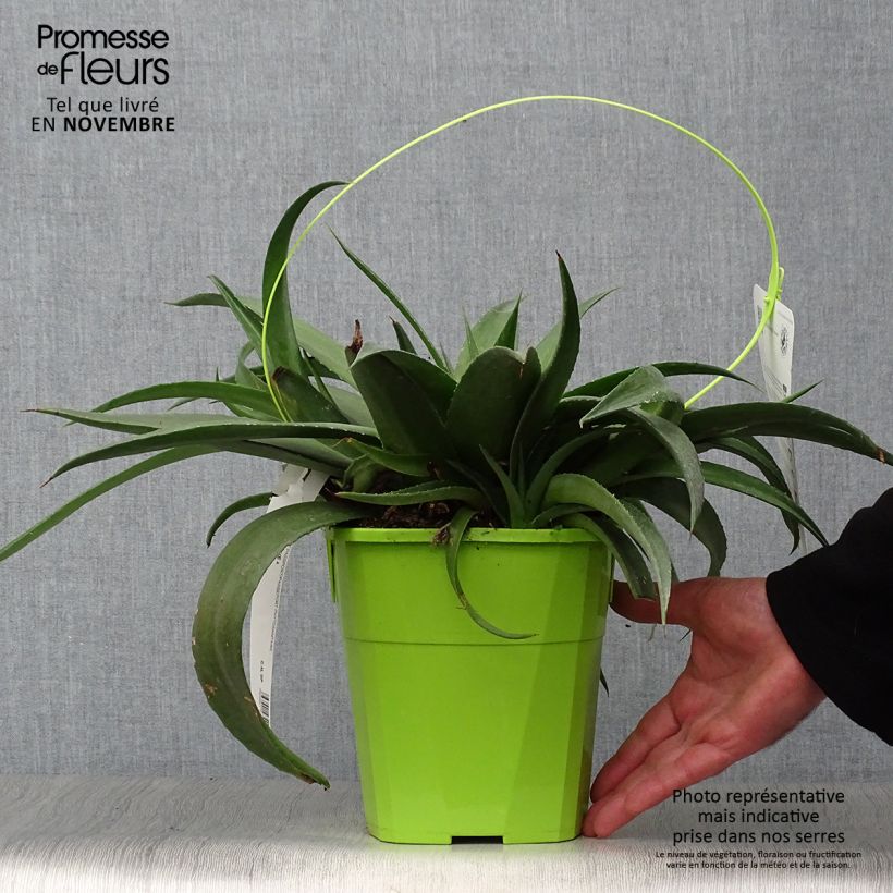 Exemplaar van Mangave Redwing Pot van 3 l/4 l zoals geleverd in de herfst