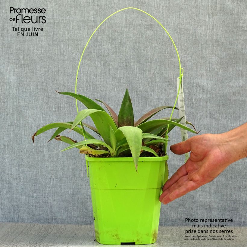 Exemplaar van Mangave Redwing Pot van 3 l/4 l zoals geleverd in de zomer