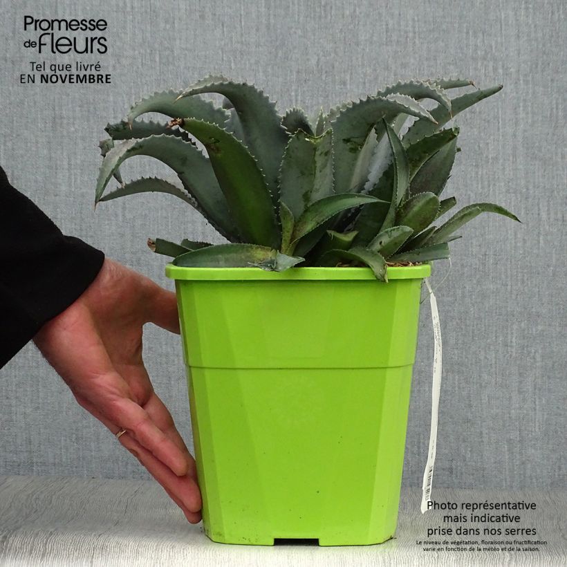 Exemplaar van Mangave Silver Fox Pot van 3 l/4 l zoals geleverd in de herfst