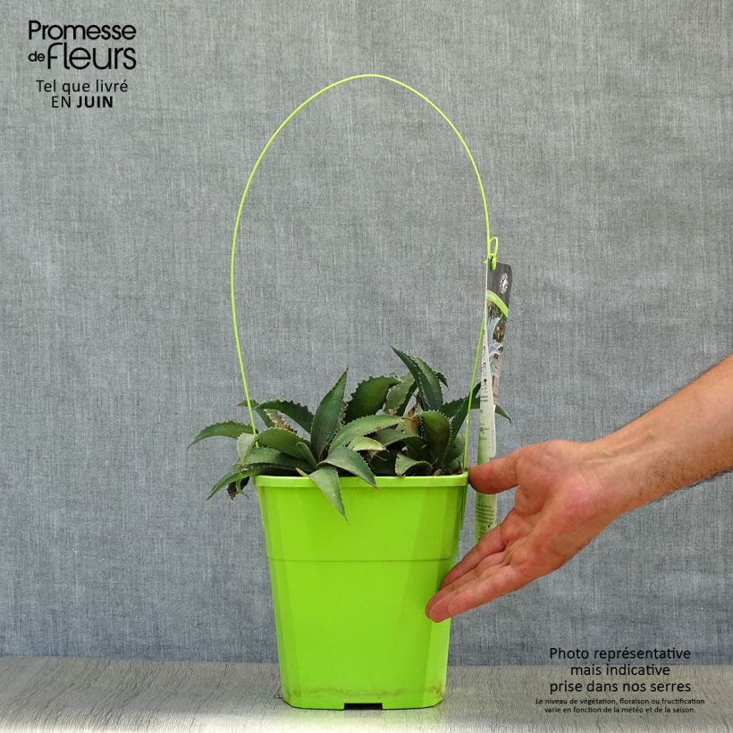 Exemplaar van Mangave Silver Fox Pot van 3 l/4 l zoals geleverd in de zomer