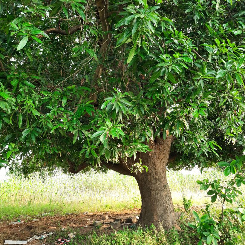 Mango - Mangifera indica (Groeiplaats)