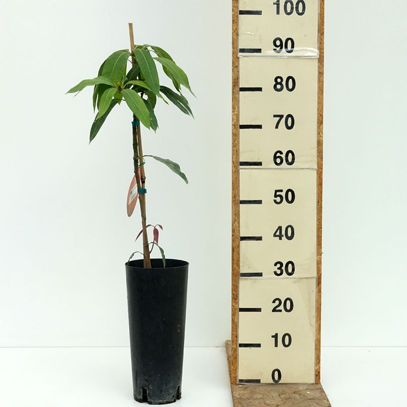 Exemplaar van Mangoboom Osteen Pot van 6 l/7 l zoals geleverd in de zomer