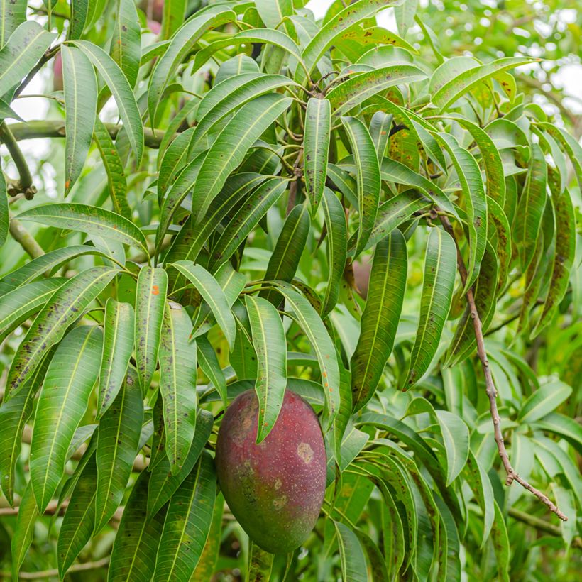 Mangoboom Irwin (Blad)
