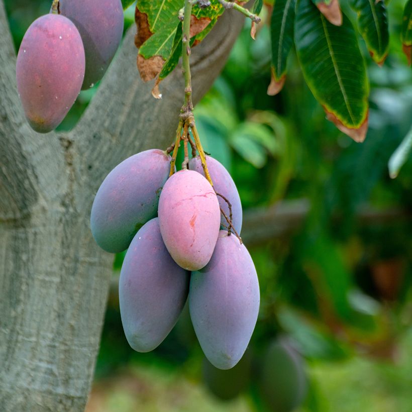 Mangoboom Irwin (Oogst)
