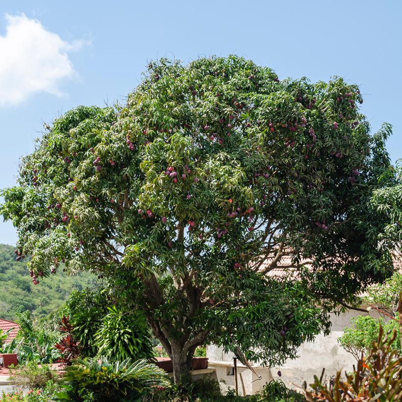 Mangoboom Irwin (Groeiplaats)