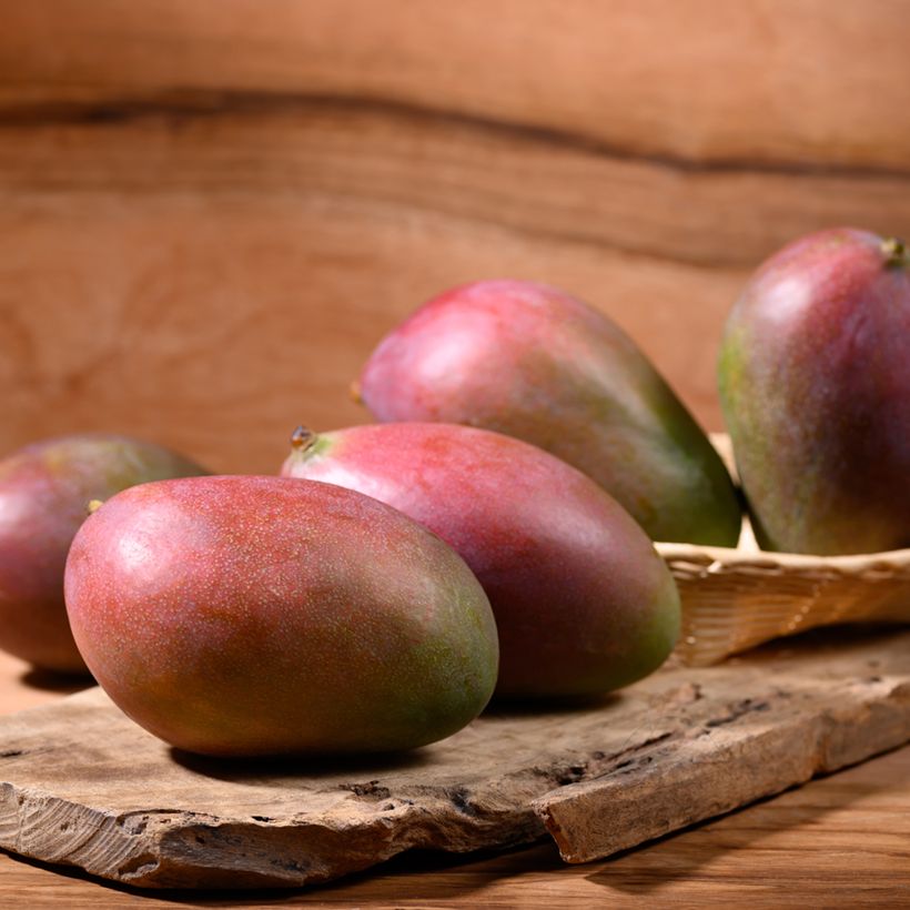 Mangoboom Palmer (Oogst)