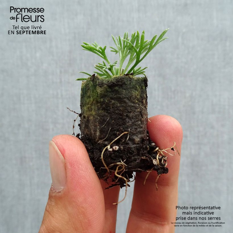 Exemplaar van Rhodanthemum hosmariense African Rose (plugplanten) - Marokkaanse margriet Mini-mot Ø 3/4 cm zoals geleverd in de herfst