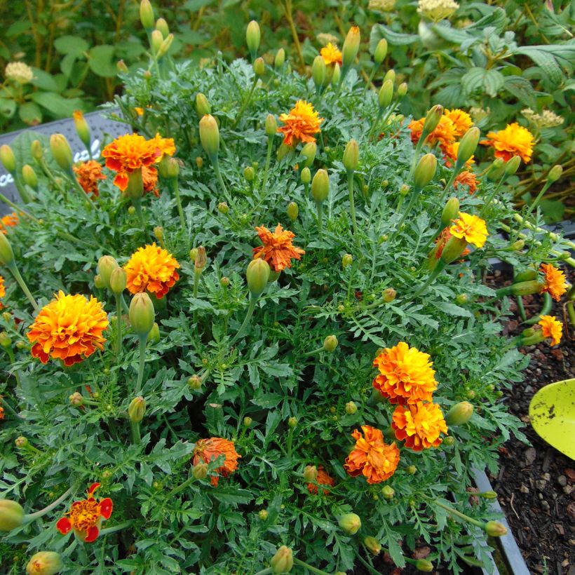 Afrikaantje - Tagetes patula Mowgli Bicolour (zaad) (Groeiplaats)