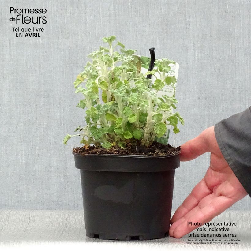 Exemplaar van Malrove - Marrubium vulgare Pot van 1,5 l/2 l zoals geleverd in de lente
