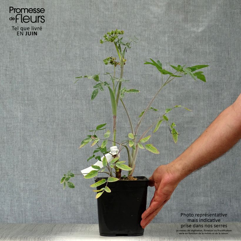 Exemplaar van Mathiasella bupleuroides Green Dream - Schermbloem Pot van 3 l/4 l zoals geleverd in de zomer