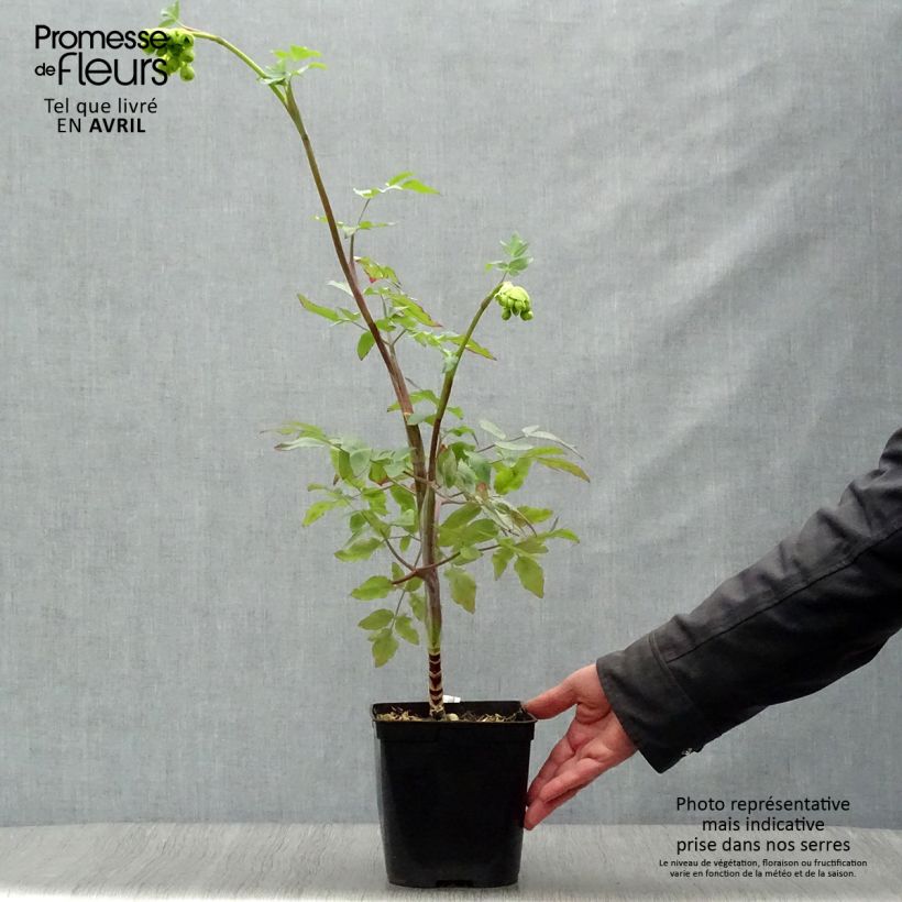 Exemplaar van Mathiasella bupleuroides Green Dream - Schermbloem Pot van 3 l/4 l zoals geleverd in de lente