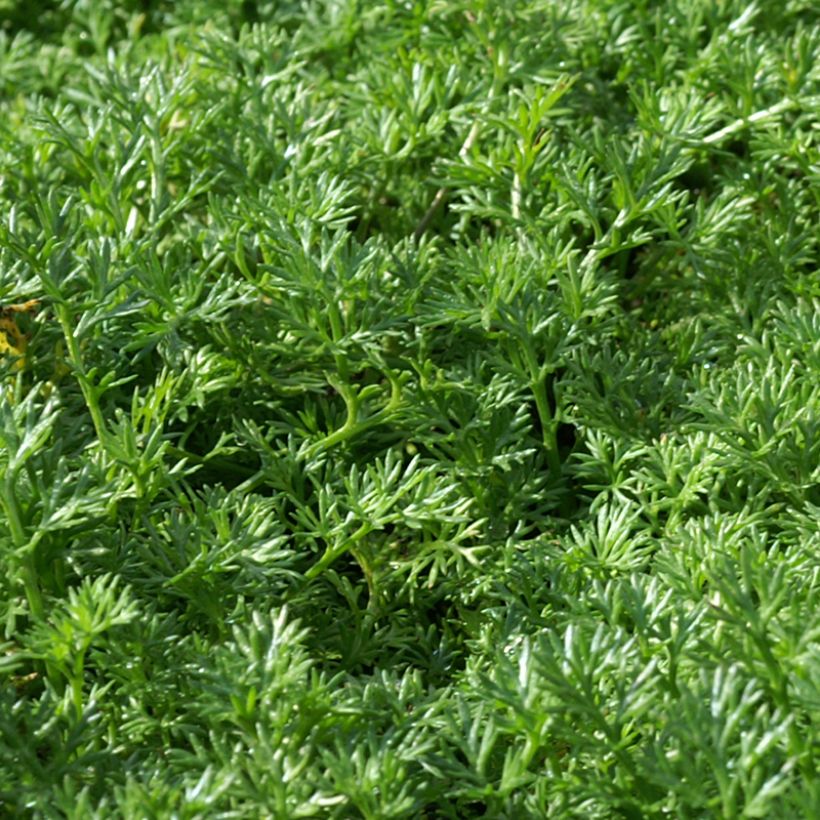 Matricaria tchihatchewii - Gazonganzenbloem (Blad)