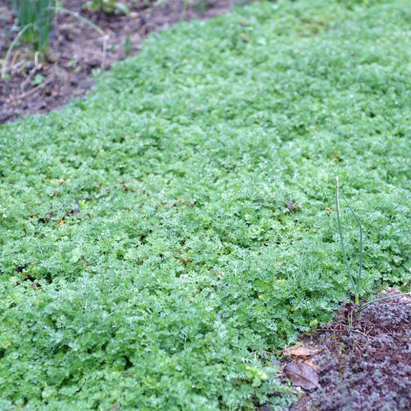 Matricaria tchihatchewii - Gazonganzenbloem (Groeiplaats)