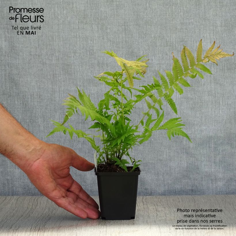 Example of Matteuccia pensylvanica - Struisvaren Kweekpotje van 8/9 cm as you get in printemps