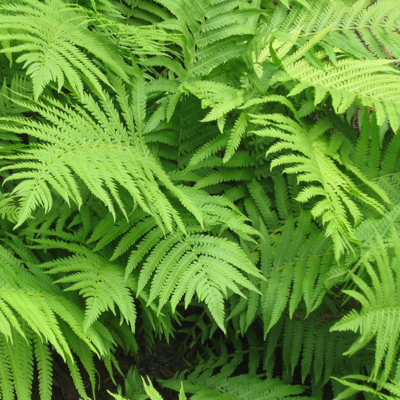 Matteuccia struthiopteris - Struisvaren (Foliage)