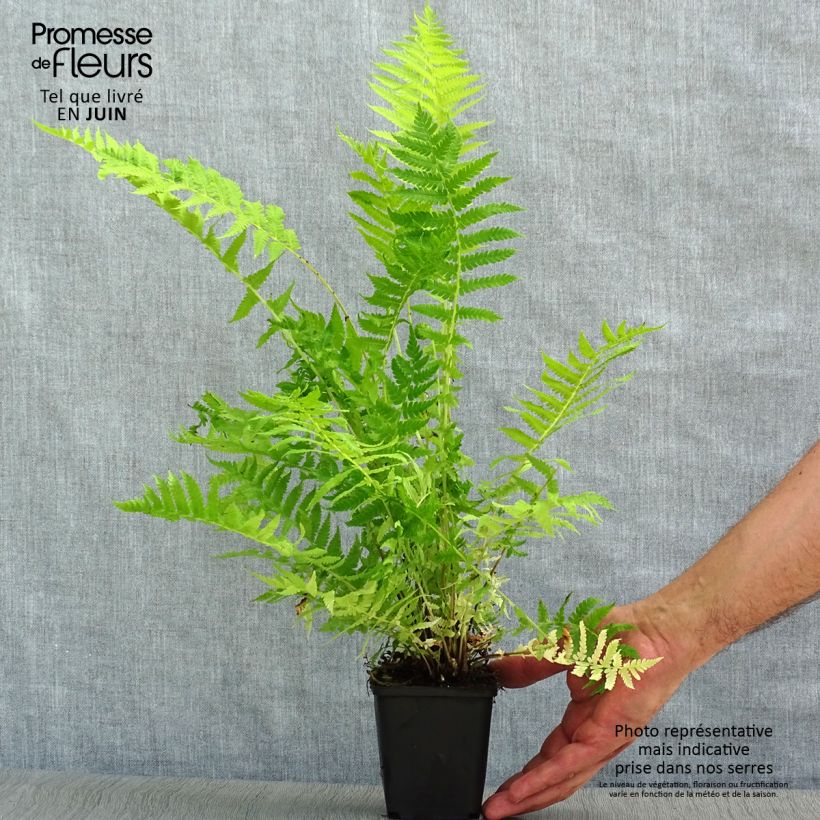 Exemplaar van Matteuccia struthiopteris - Struisvaren Kweekpotje van 8/9 cm zoals geleverd in de zomer