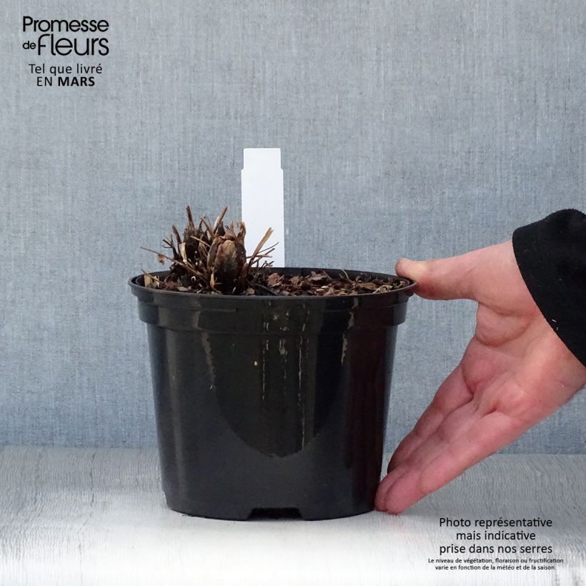 Example of Matteuccia struthiopteris - Struisvaren Pot van 2 l/3 l as you get in printemps