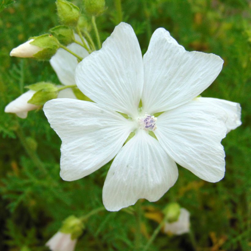 Malva moschata Alba - Muskuskaasjeskruid (Bloei)