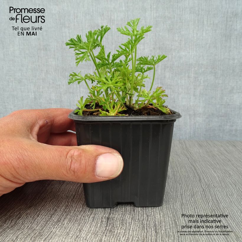 Exemplaar van Malva moschata Alba - Muskuskaasjeskruid Kweekpotje van 7/8 cm zoals geleverd in de lente