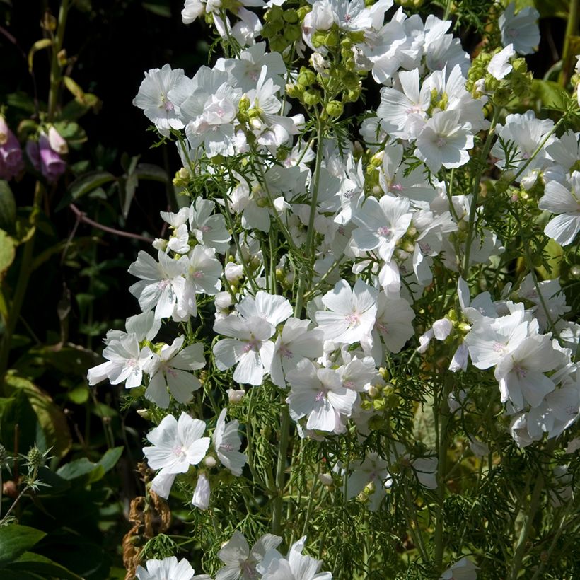 Malva moschata Alba - Muskuskaasjeskruid (Groeiplaats)