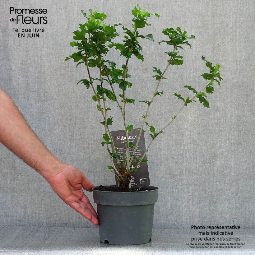 Exemplaar van Hibiscus syriacus Red Heart - Tuinhibiscus Pot van 3 l/4 l zoals geleverd in de zomer