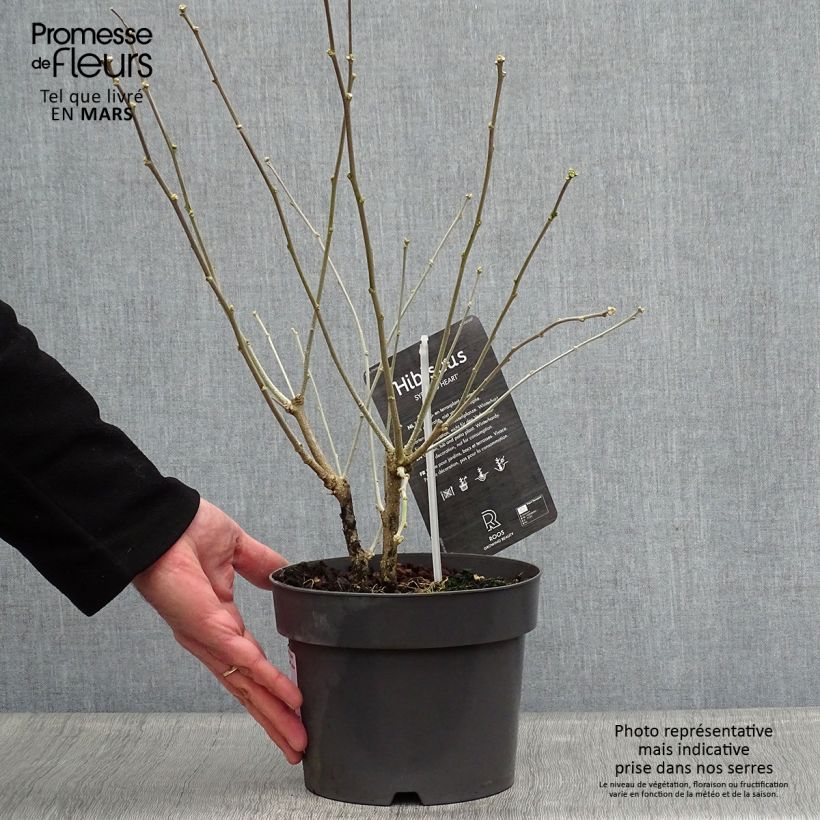 Exemplaar van Hibiscus syriacus Red Heart - Tuinhibiscus Pot van 3 l/4 l zoals geleverd in de lente