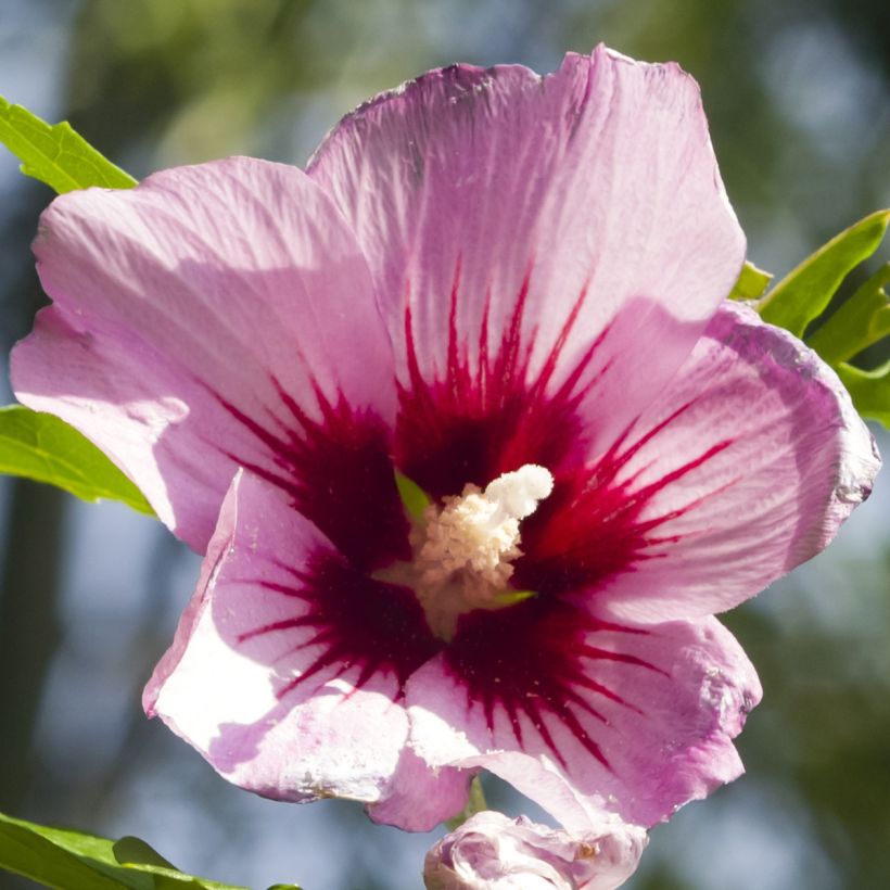 Hibiscus syriacus Rosso - Tuinhibiscus (Bloei)