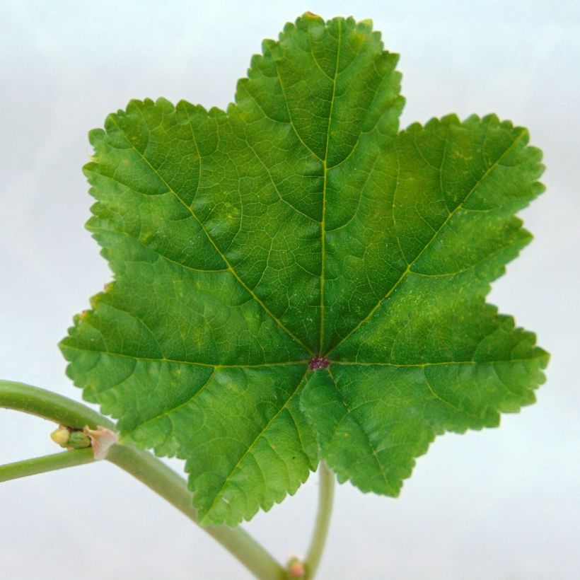 Malva sylvestris - Groot kaasjeskruid (Blad)