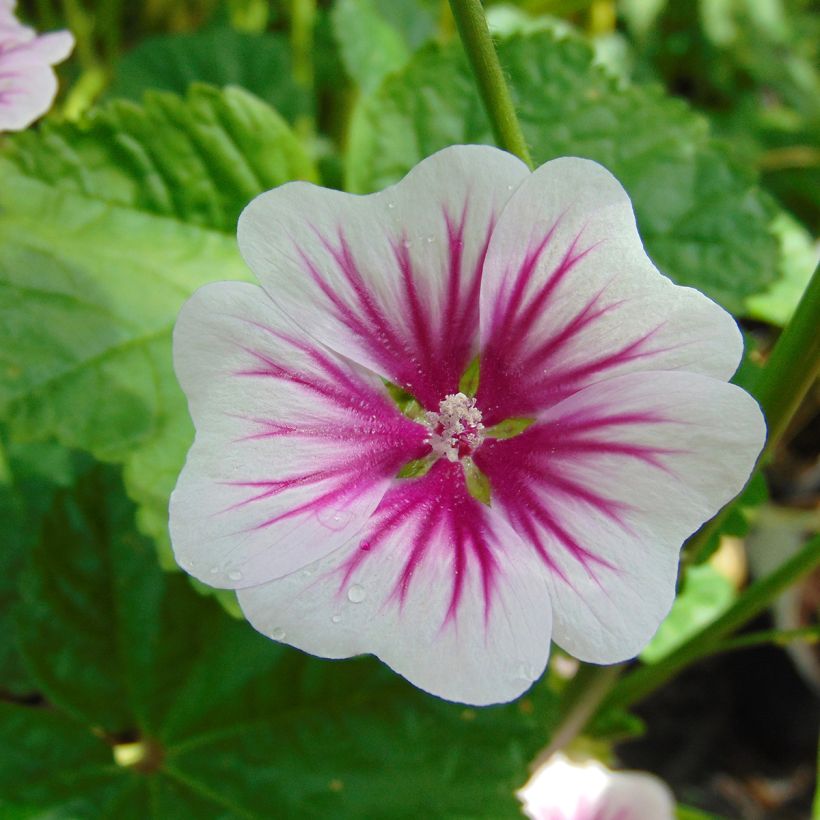 Malva sylvestris - Groot kaasjeskruid (Bloei)
