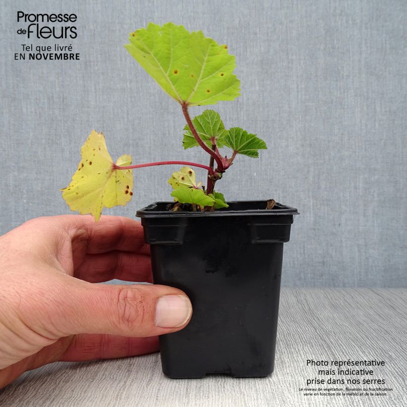 Exemplaar van Malva sylvestris - Groot kaasjeskruid Kweekpotje van 7/8 cm zoals geleverd in de herfst