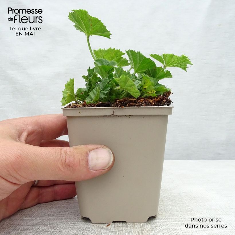 Exemplaar van Malva sylvestris Primley Blue - Groot kaasjeskruid Kweekpotje van 8/9 cm zoals geleverd in de lente