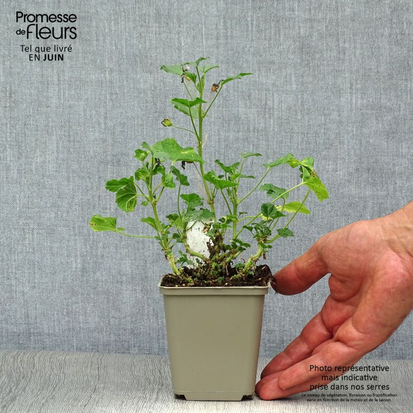 Exemplaar van Malva sylvestris Primley Blue - Groot kaasjeskruid Kweekpotje van 8/9 cm zoals geleverd in de zomer