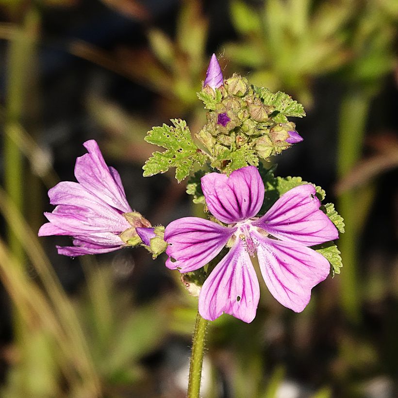 Malva sylvestris - Groot kaasjeskruid (Bloei)