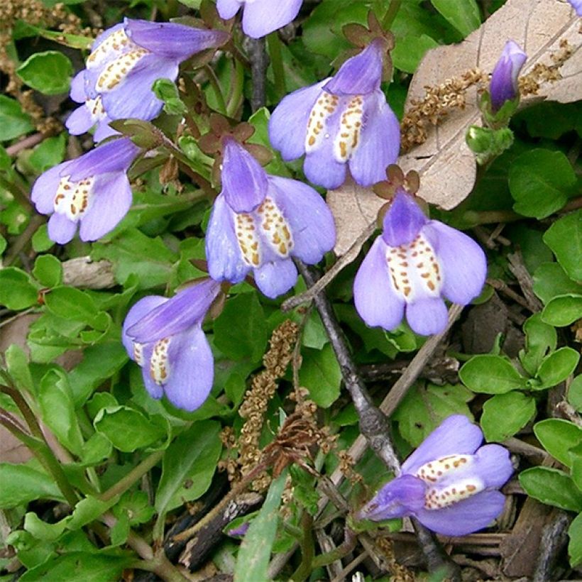 Mazus miquelii - Blauwe mazus (Bloei)