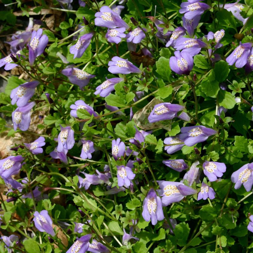Mazus reptans - Kruipende mazus (Bloei)