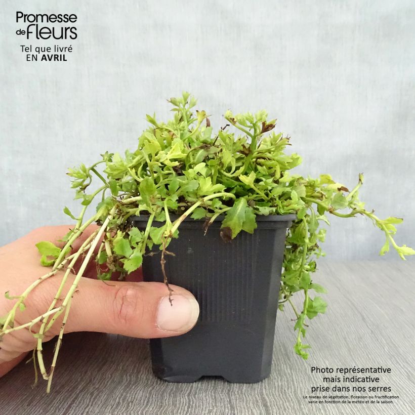 Example of Mazus reptans Albus - Kruipende mazus Kweekpotje van 8/9 cm as you get in printemps