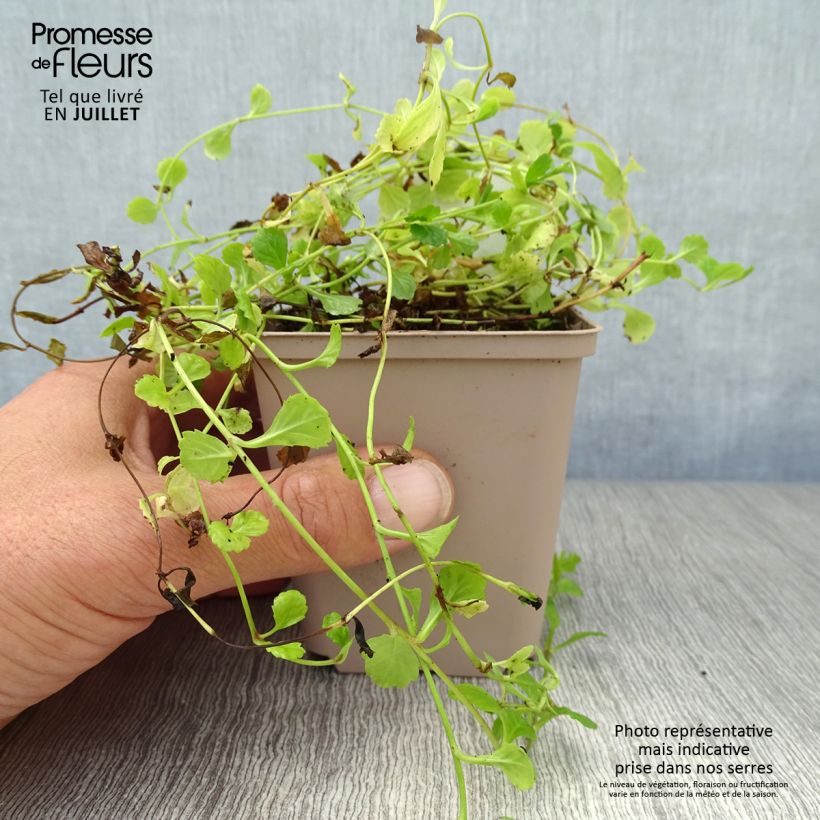Exemplaar van Mazus reptans - Kruipende mazus Kweekpotje van 8/9 cm zoals geleverd in de zomer