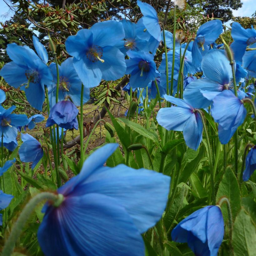 Meconopsis betonicifolia - Blauwe klaproos (Bloei)