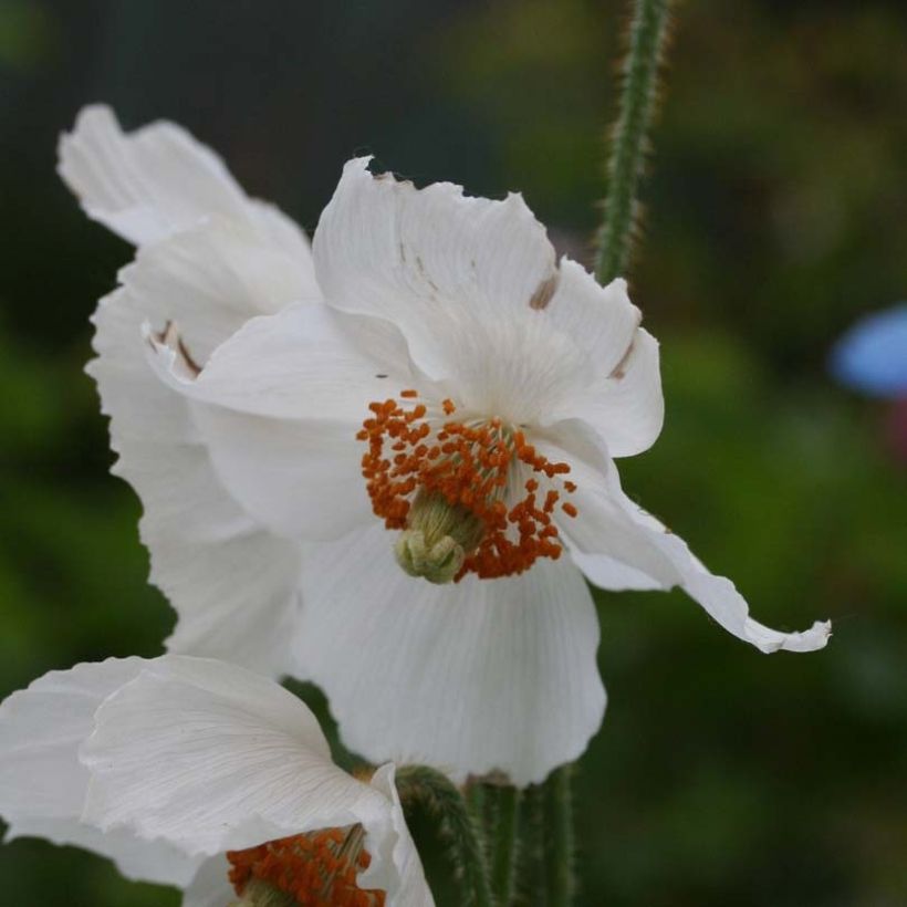Meconopsis betonicifolia Alba - Blauwe klaproos (Bloei)