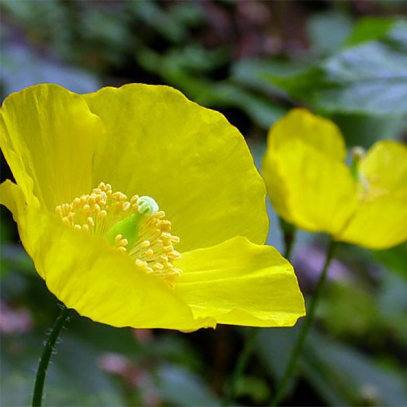Meconopsis cambrica - Schijnpapaver (Bloei)