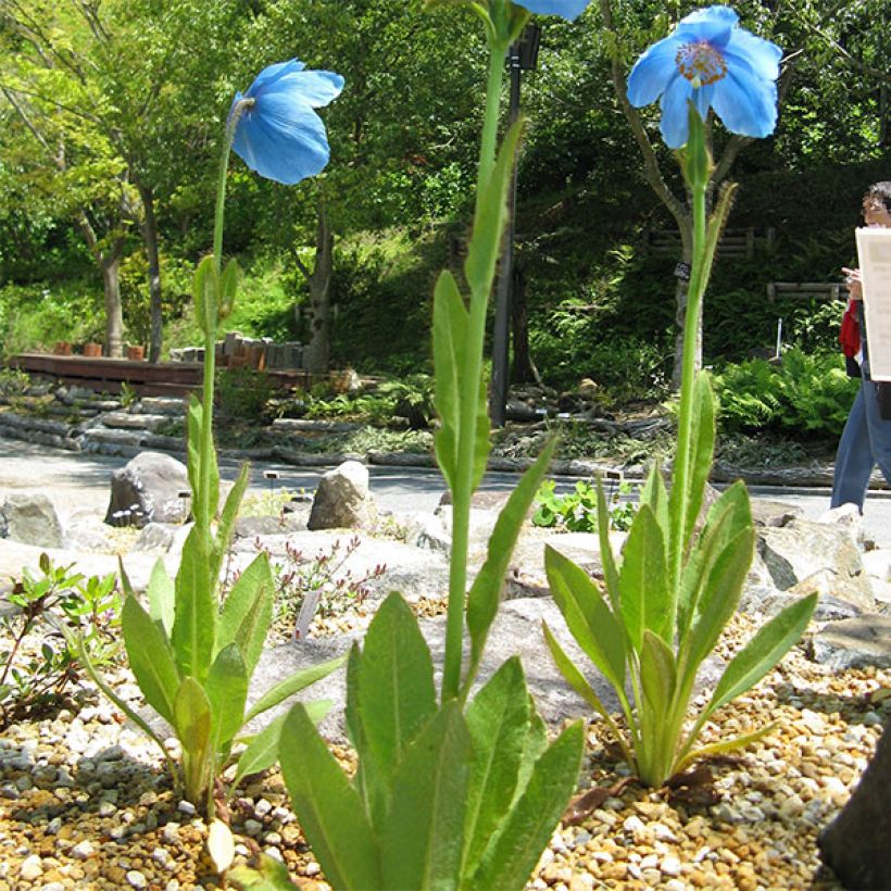 Meconopsis grandis - Blauwe papaver (Groeiplaats)