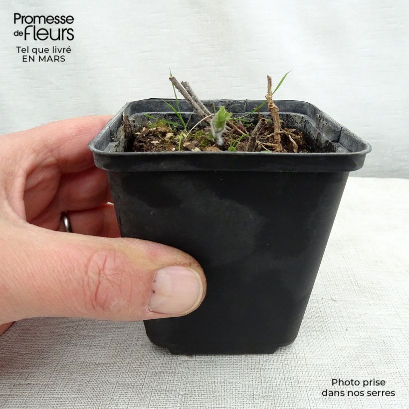 Exemplaar van Meehania urticifolia - Schijndovenetel Kweekpotje van 8/9 cm zoals geleverd in de lente