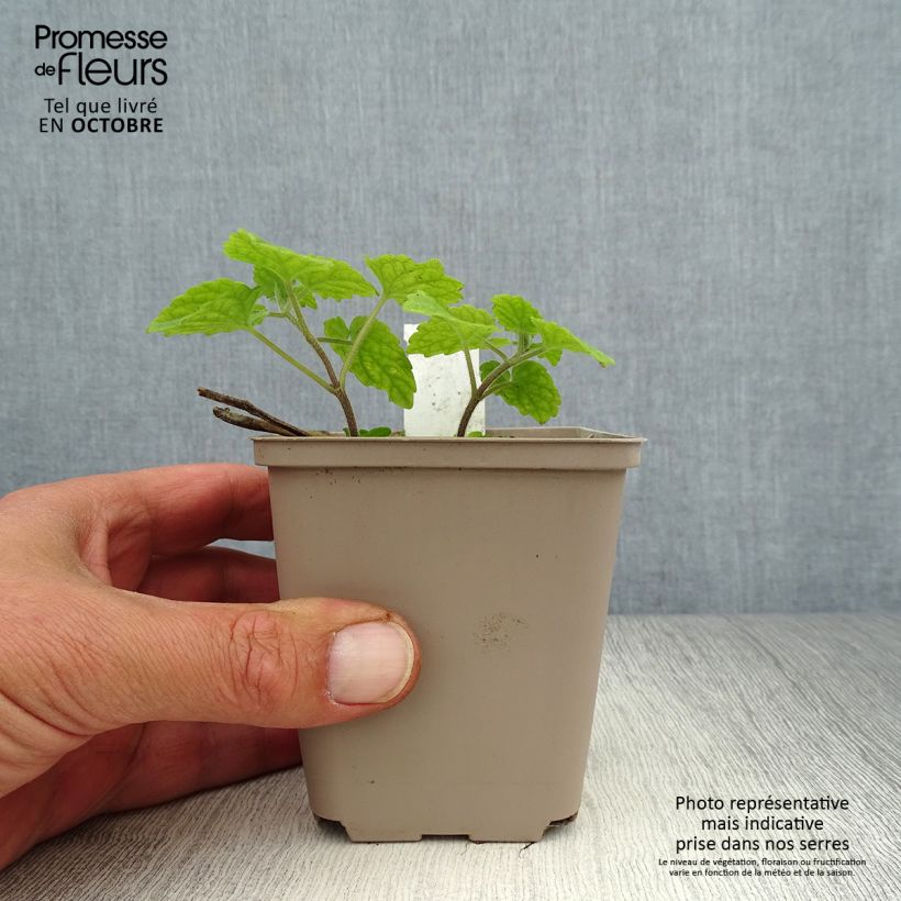 Exemplaar van Meehania urticifolia - Schijndovenetel Kweekpotje van 8/9 cm zoals geleverd in de herfst