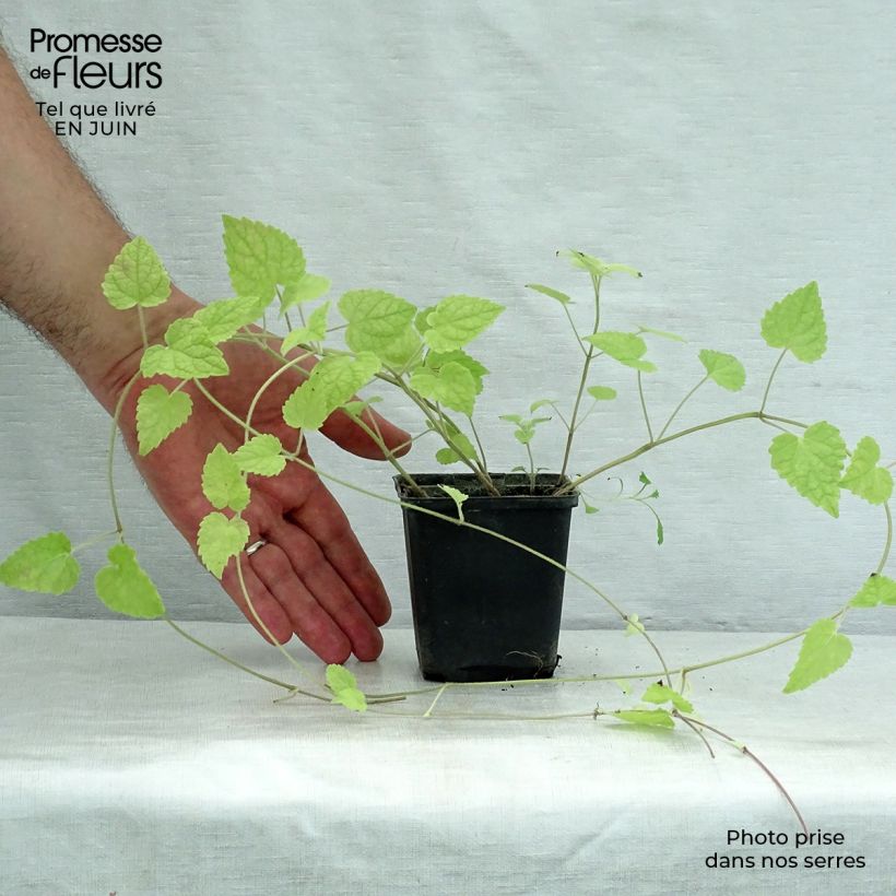 Exemplaar van Meehania urticifolia - Schijndovenetel Kweekpotje van 8/9 cm zoals geleverd in de zomer