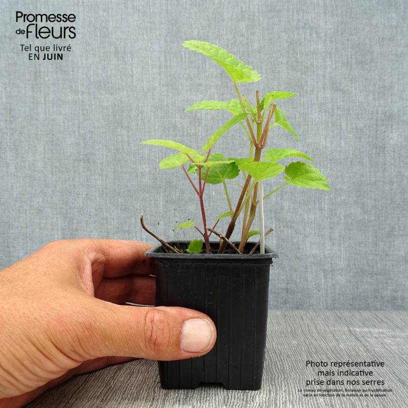 Exemplaar van Meehania urticifolia Japan Blau - Schijndovenetel Kweekpotje van 8/9 cm zoals geleverd in de zomer