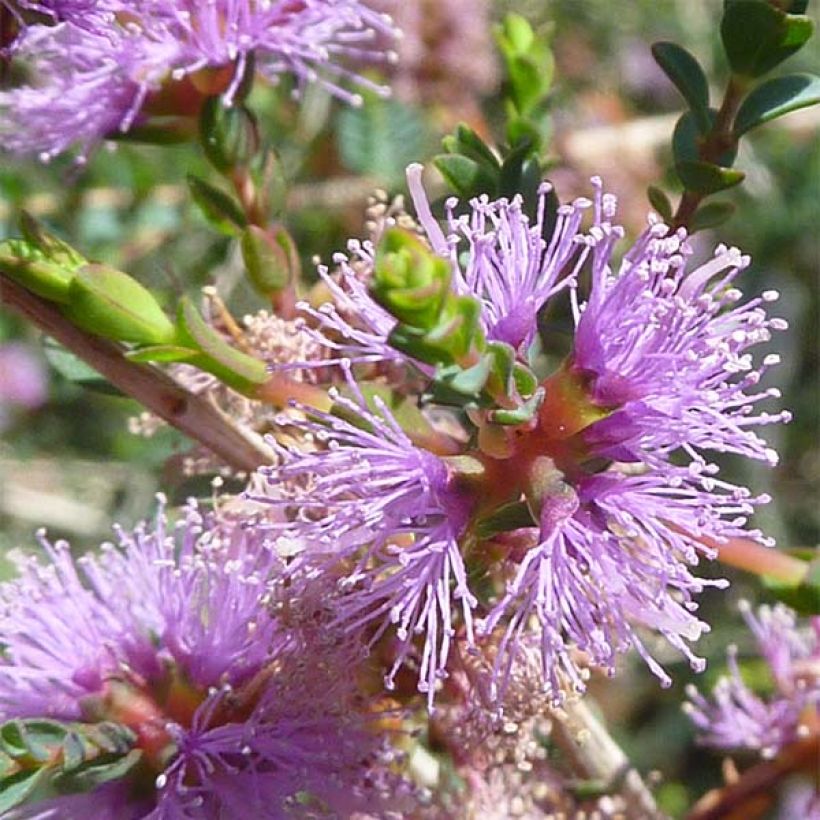 Melaleuca gibbosa - Theeboom (Flowering)