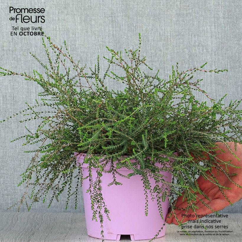 Exemplaar van Melaleuca gibbosa - Theeboom Pot van 2 l/3 l zoals geleverd in de herfst