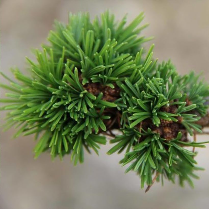 Larix decidua Krejci - Europese lariks (Blad)
