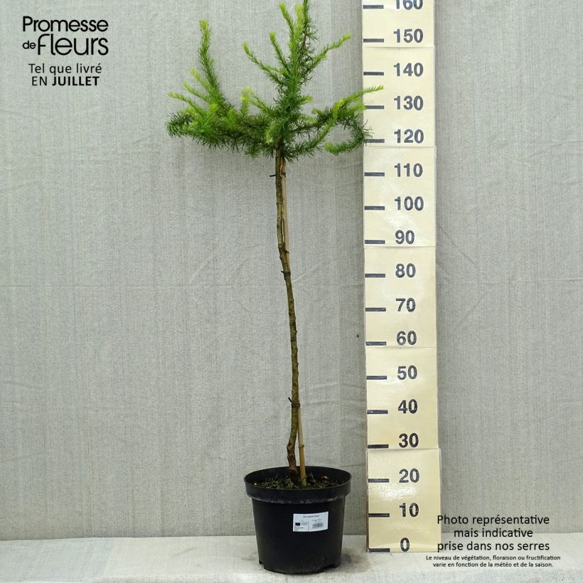 Exemplaar van Larix kaempferi Diana - Japanse larix Pot van 12 l/15 l, Stengel zoals geleverd in de zomer